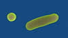 Shigella