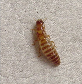 Termita