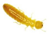 Termita