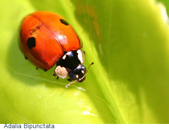 adalia_bipunctata01.jpg