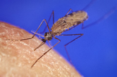 anopheles.jpg