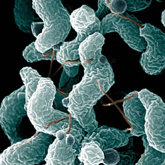 campylobacter.jpg