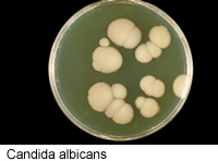 candida_albicans.jpg