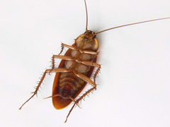 cucaracha_periplaneta.jpg