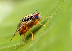 fruit-fly.jpg
