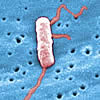 legionella-sevilla.jpg legionella-sevilla.jpg