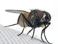 mosca-cebo2.jpg