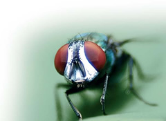 mosca.jpg