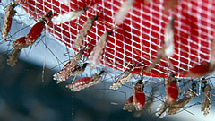 mosquitos.jpg