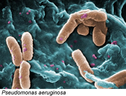 pseudomonas2.jpg