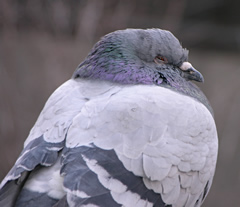 rock_pigeon_columba_livia_sleepy_2200px.jpg