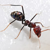 ant.jpg