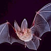 bat.jpg