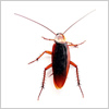 cucaracha.jpg cucaracha.jpg