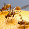fruit-flies.jpg