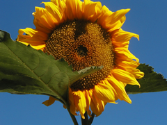 girasol1.jpg