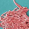 legionella_alcoi.jpg legionella_alcoi.jpg