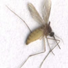 mosquit.jpg mosquit.jpg
