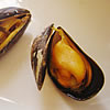 muscheln.jpg muscheln.jpg