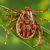 tick6.jpg