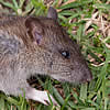 rata