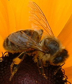 abeja