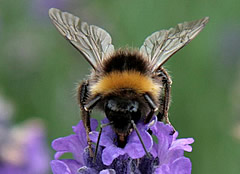 abeja-nicotinoides