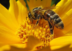 abeja-nicotinoides