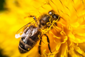 abejas