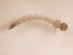 larva aedes aegypti