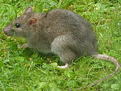 rattus-norvegicus